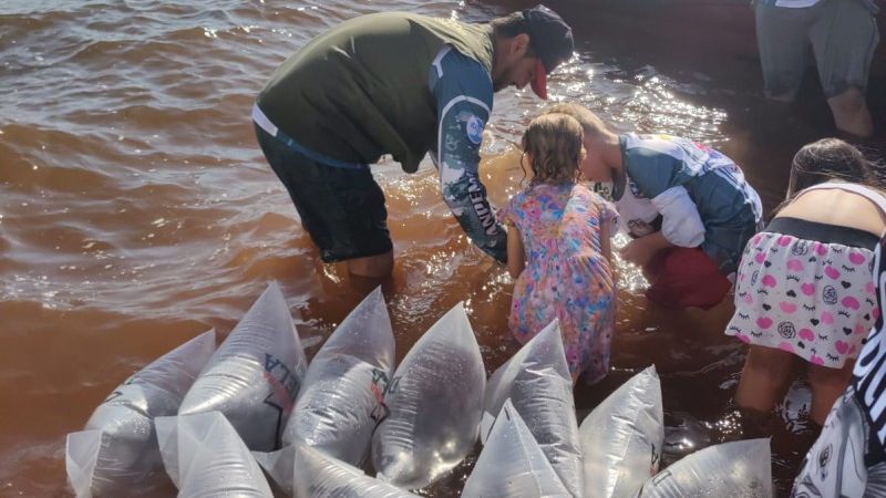 Rio Paran Povoado Mil Novos Peixes Nativos Alerta Paran